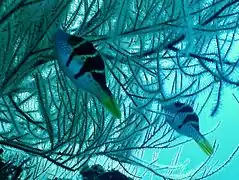 Blacksaddle filefish (Paraluteres prionurus) mimetic of (Canthigaster valentini)