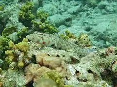 Black dotted sand perch (Parapercis millepunctata)