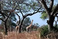 Image 25Giraffes in Waza National Park (from Tourism in Cameroon)
