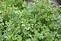Flat-leaved parsley