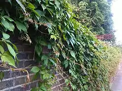 Covering a fence in London
