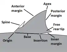 Image 24Dorsal fin diagram with landmarks labeled. (from Shark anatomy)