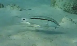 Dash-and-dot goatfish (Parupeneus barberinus)