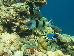 Doublebar goatfish (Parupeneus trifasciatus)