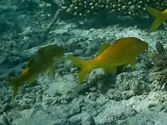 Gold-saddle goatfish (Parupeneus cyclostomus)