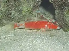 Long-barbel goatfish (Parupeneus macronemus)