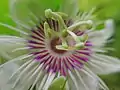 Passion fruit flower