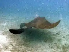 A feathertail stingray (Pastinachus sephen)