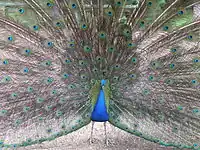 Peacock in Pfaueninsel