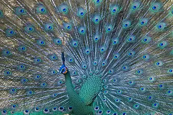 The endangered green peafowl. Its preferred habitat is dry deciduous forest close to water and away from human disturbance.