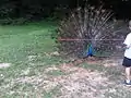 Peacock