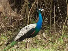 Wild animals and birds are seen in the forest area of the region