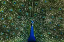 Image 14The blue peafowl (Pavo cristatus), a large and brightly coloured bird, is a species of peafowl native to the Indian subcontinent, but introduced in many other parts of the world. The photo shows a peacock displaying its train at Bangabandhu Sheikh Mujib Safari Park.Photo Credit: Azim Khan Ronnie