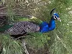 Peafowl, one of the free roaming animals at the park