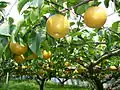 Nashi pear (Pyrus pyrifolia) typical for Asian countries