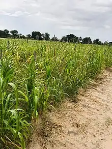 #Wiki Loves Africa in Namibia 2023#