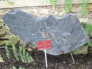 Imprints of the extinct fern Pecopteris from Commentry, France (300 million years old),