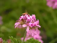 A bee on a flower cluster of cultivated P.&nbsp;'Graveolens'
