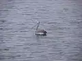 A Pelican (Seen in July)