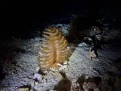 A sea pen (pennatulid)