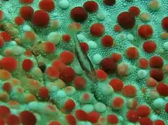 A Periclimenes soror on a Culcita schmideliana