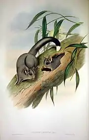 Krefft's gliders nesting in a eucalyptus tree hollow,John Gould, 1861.
