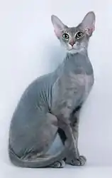 A blue tabby Peterbald cat poses studiously in front of a white backdrop. It has large ears and green eyes, and its tail is gently curled around its legs.