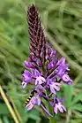 Pyramidal orchid