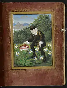 Miniature from the Petit Livre d'Amour (c. 1500), showing the author Pierre Sala&nbsp;[fr] depositing his heart in a marguerite flower (symbolizing his mistress, who was called Marguerite). Also worth mentioning is the miniature on fol. 13r, showing two women catching winged hearts in a net.