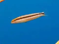 Striped poison-fang blenny mimic (Petroscirtes breviceps)
