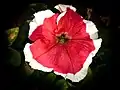 Red Petunia in India
