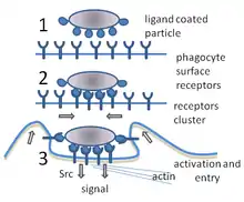 A cartoon: 1. The particle is depicted by an oval and the surface of the phagocyte by a straight line. Different smaller shapes are on the line and the oval. 2. The smaller particles on each surface join. 3. The line is now concave and partially wraps around the oval.Ernst & Stendahl 2006, p. 6