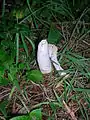The remains of a Stinkhorn fungus from Silverwood in July 2008.