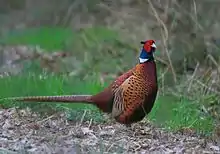 Profile of a large brown bird with a green and red head and a white collar