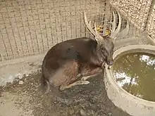 Brown cervid