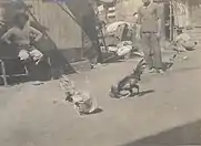 Image 27Cockfight (from Culture of the Philippines)