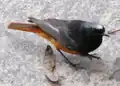 Levantine black redstart (Phoenicurus ochruros semirufus)