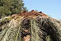 Destroyed crown of a Canary Island date palm
