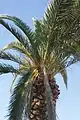 Canary Island date palm, Phoenix canariensis, with first obvious infestation signs