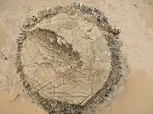 Stump showing the fibrous structure