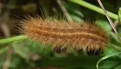 Caterpillar