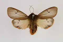 Mounted specimen