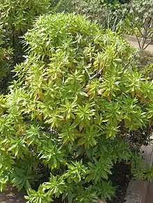 Fully grown shrublet