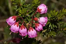 Bell-shaped red-purple flowers are clustered near the stem-tips.