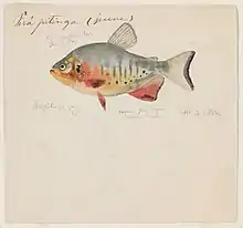 An 1865 watercolor painting of the piaractus brachypomus by Jacques Burkhardt.