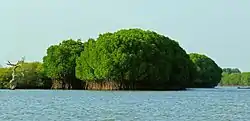 Mangrove forest