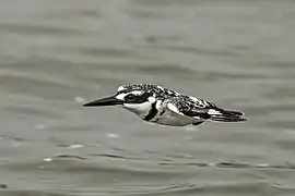 male C. r. rudis in flightKazinga Channel, Uganda