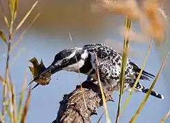 Pied kingfisher killing a fish