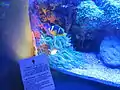 Red Sea clownfish at the rare species exhibit