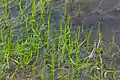 The peculiar pillwort fern is near threatened (NT) on a global scale, but found growing in Thy.